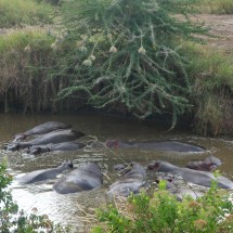 Another Hippo pool